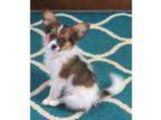 Papillon Puppy for sale in Cadiz, KY, USA