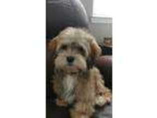 Havanese Puppy for sale in Roseville, CA, USA