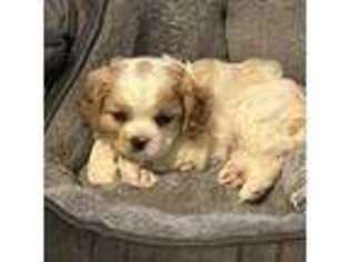 Cavalier King Charles Spaniel Puppy for sale in Carrollton, TX, USA