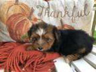 Yorkshire Terrier Puppy for sale in Lacona, NY, USA