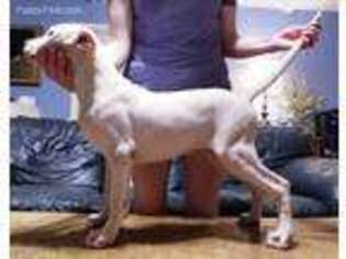 Dogo Argentino Puppy for sale in Slaughter, LA, USA