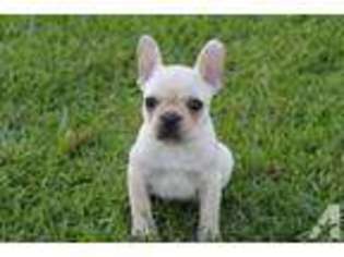 French Bulldog Puppy for sale in OCEANSIDE, CA, USA