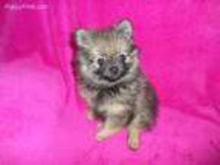 Pomeranian Puppy for sale in Gainesville, GA, USA