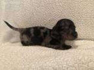 Dachshund Puppy for sale in Fred, TX, USA
