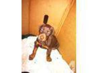 Doberman Pinscher Puppy for sale in MORRICE, MI, USA