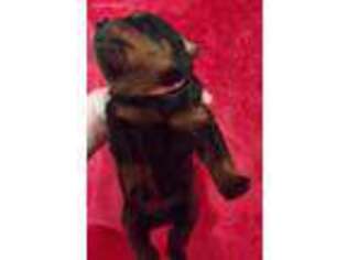 Rottweiler Puppy for sale in Santa Fe, TX, USA