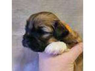 Lhasa Apso Puppy for sale in Ruffin, SC, USA
