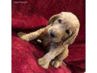 Goldendoodle Puppy for sale in Westville, OK, USA