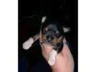 Chorkie Puppy for sale in Bethel, PA, USA