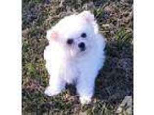 Bichon Frise Puppy for sale in ENDICOTT, NY, USA