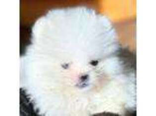 Pomeranian Puppy for sale in Chester, SC, USA