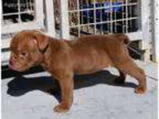 Olde English Bulldogge Puppy for sale in Brooksville, FL, USA