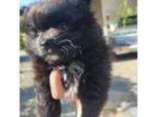 Pomeranian Puppy for sale in Livermore, CA, USA