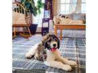 Saint Berdoodle Puppy for sale in Huntsville, OH, USA