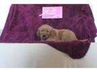 Golden Retriever Puppy for sale in Fennimore, WI, USA