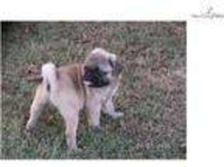 Pug Puppy for sale in Fort Smith, AR, USA