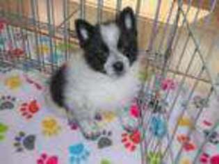 Pomeranian Puppy for sale in Tucson, AZ, USA