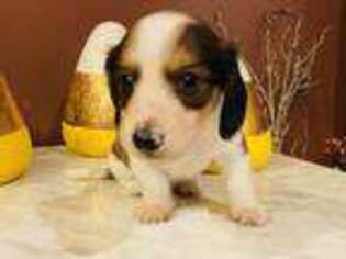 Dachshund Puppy for sale in Carrollton, IL, USA