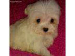 Maltese Puppy for sale in Lake Village, IN, USA