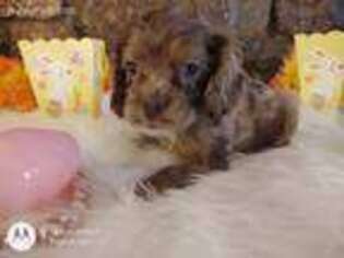 Cocker Spaniel Puppy for sale in Fort Smith, AR, USA