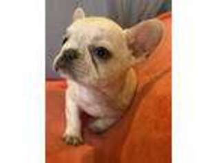 French Bulldog Puppy for sale in Bonne Terre, MO, USA