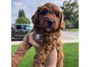 Labradoodle Puppy for sale in Nipomo, CA, USA