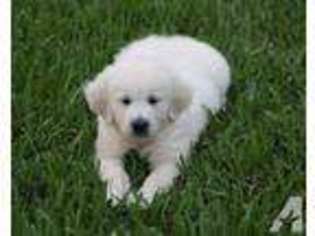 Golden Retriever Puppy for sale in COLUMBUS, TX, USA