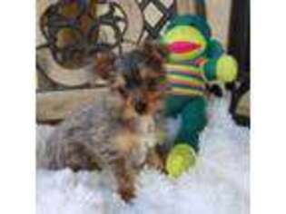 Yorkshire Terrier Puppy for sale in Marshall, TX, USA