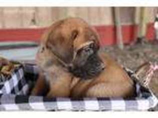 Mastiff Puppy for sale in Delia, KS, USA