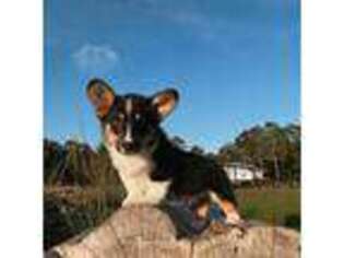 Pembroke Welsh Corgi Puppy for sale in Inverness, FL, USA