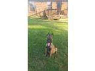 Belgian Malinois Puppy for sale in Jacksonville, AR, USA