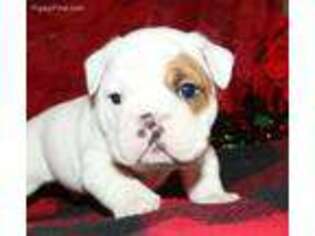 Bulldog Puppy for sale in Sevierville, TN, USA