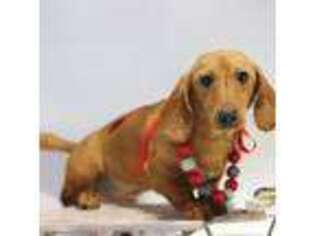 Dachshund Puppy for sale in Waterville, MN, USA