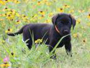 Labrador Retriever Puppy for sale in WOLFE CITY, TX, USA