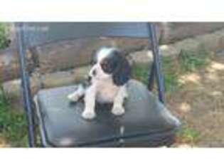 Cavalier King Charles Spaniel Puppy for sale in Redding, CA, USA