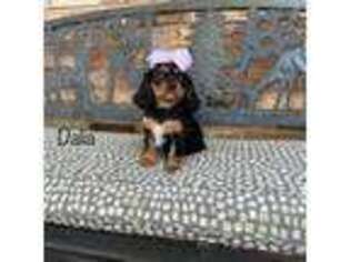 Cavalier King Charles Spaniel Puppy for sale in Troy, MO, USA