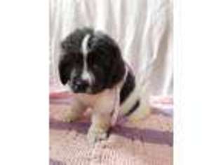 Newfoundland Puppy for sale in Taylor, MI, USA
