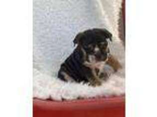Bulldog Puppy for sale in Mullin, TX, USA