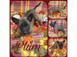 Belgian Malinois Puppy for sale in Finley, OK, USA