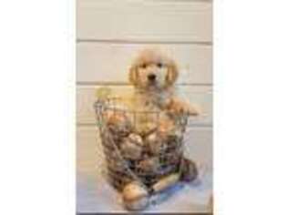 Golden Retriever Puppy for sale in Tiverton, RI, USA