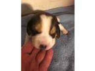 Beagle Puppy for sale in Kirkland, WA, USA