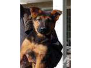 German Shepherd Dog Puppy for sale in SAN DIEGO, CA, USA