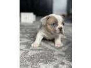 French Bulldog Puppy for sale in Taylor, MI, USA
