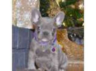 French Bulldog Puppy for sale in Shepherdsville, KY, USA