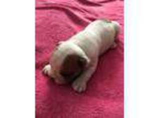 Olde English Bulldogge Puppy for sale in Washington Court House, OH, USA