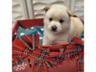 Shiba Inu Puppy for sale in Colorado Springs, CO, USA