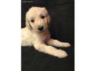 Goldendoodle Puppy for sale in Saint Charles, MO, USA