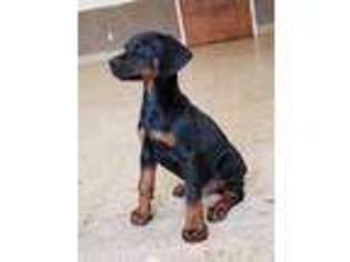 Doberman Pinscher Puppy for sale in Parker, CO, USA