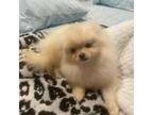 Pomeranian Puppy for sale in Renton, WA, USA