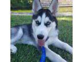Siberian Husky Puppy for sale in Addison, TX, USA